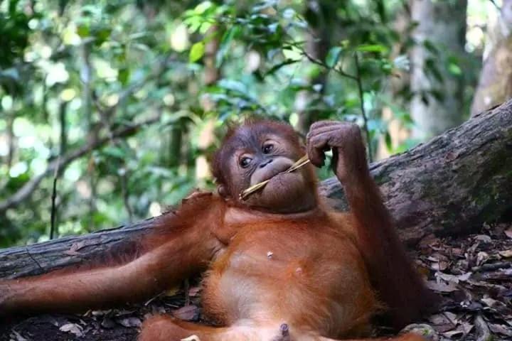 Brown Bamboo Guest House & Trekking Bukit Lawang Eksteriør bilde