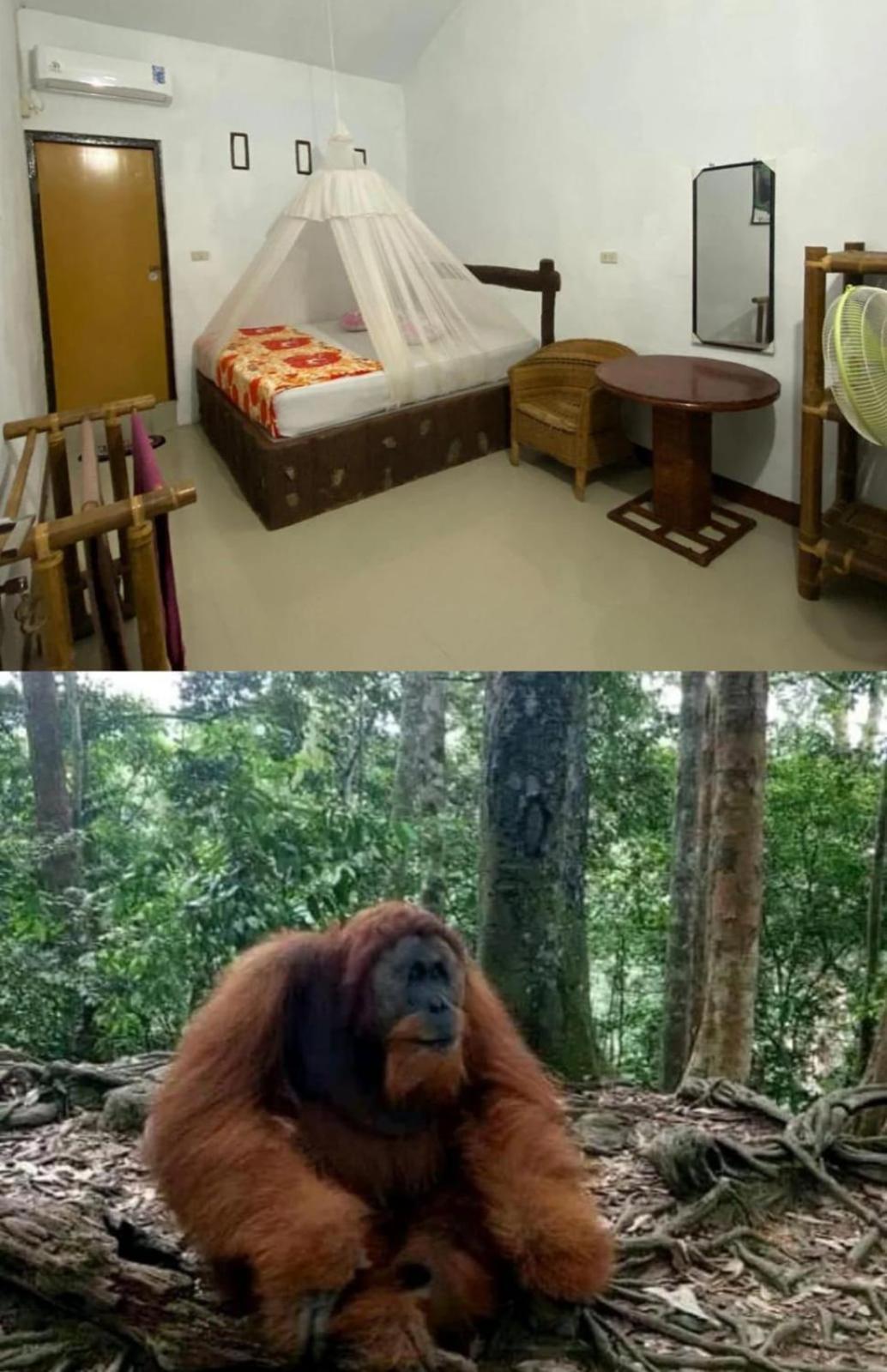 Brown Bamboo Guest House & Trekking Bukit Lawang Eksteriør bilde